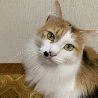 穏やかな性格の美猫　サリー❣️