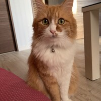 シナモン