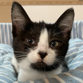【マーニー】おかげさまで里親様が決まりました。