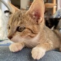 【アーヤ】おかげさまで里親様が決まりました。