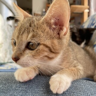 【アーヤ】おかげさまで里親様が決まりました。