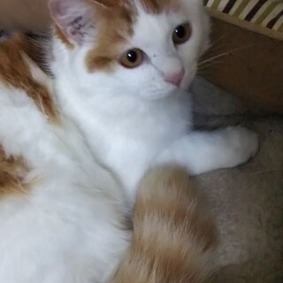 穏やかな性格の、長毛の茶白のマージ―君！