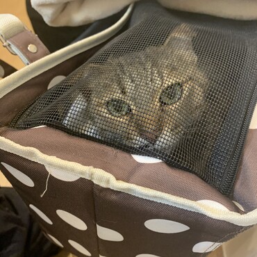 キャリーの中でも大人しく病院の先生もこんなに賢い猫ちゃん中々いないねと♡