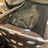 キャリーの中でも大人しく病院の先生もこんなに賢い猫ちゃん中々いないねと♡
