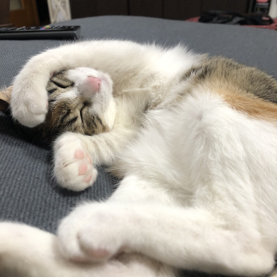 うにのカバー写真