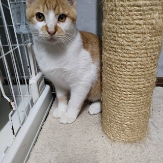 猫も人も大丈夫。慣れ慣れ茶白男子こねこ