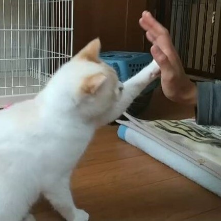 ハイファイブができる青い目の美男子猫カプチーノくん サムネイル4