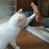 ハイファイブができる青い目の美男子猫カプチーノくん サムネイル4