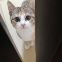 小さなみけこねこ