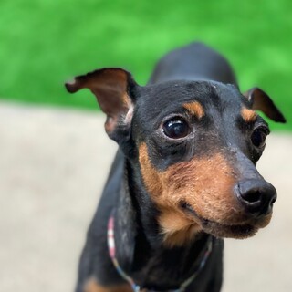 優しくて穏やかなミニピンの女の子。