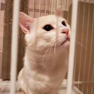 【募集停止】漁港で生きてきた野良猫さんです