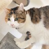 まん丸お目目♡こまちちゃん《1/9譲渡会参加》 サムネイル6