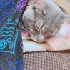 めいちぐえ