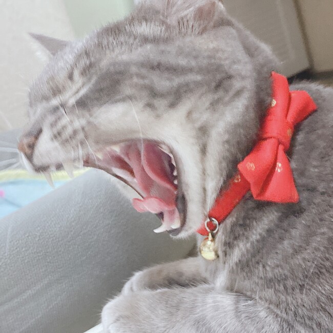 めいちぐえのカバー写真