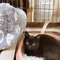 １９日譲渡会参加　黒猫三姉妹