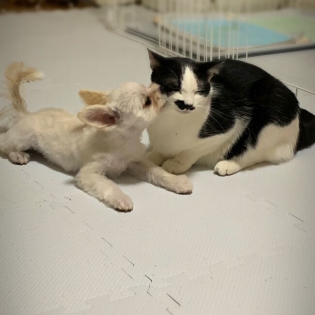 ましゅちーのカバー写真