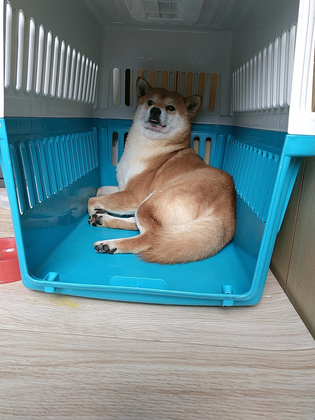 怖がりで動けない柴男の子 大阪府 犬の里親募集 ペットのおうち 月間利用者150万人