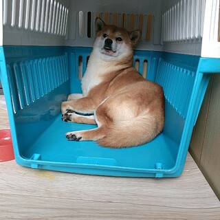 怖がりで動けない柴男の子