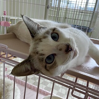 性格ハナマルなレオくんです❗️