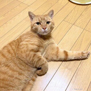 【お見合い随時】愛嬌たっぷり甘えん坊茶トラ男子