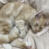 去勢されちまったぜ…