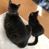 ハチドリのおうち