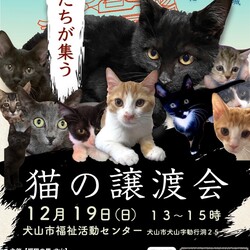 ねこの譲渡会＠犬山市福祉活動センター