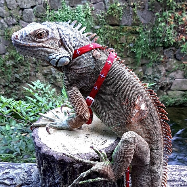 師走のたまのカバー写真