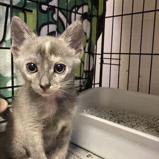 子猫のさーちゃん