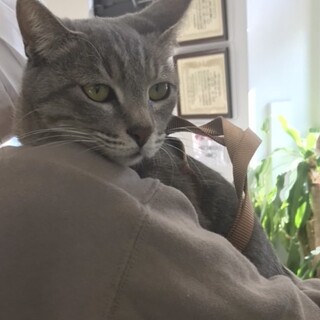 綺麗なグレー系（サバ猫？）の女の子