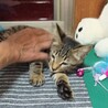 ♥️天使の羽♥️美形♥️お目々クリクリ♥️仔猫 サムネイル3