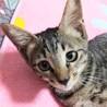 ♥️天使の羽♥️美形♥️お目々クリクリ♥️仔猫 サムネイル6