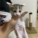子猫の里親募集