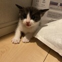 子猫の里親募集
