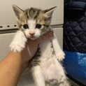 子猫の里親募集