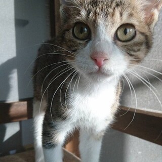 頭突きで愛情表現のシャイな　ラムネちゃん