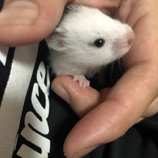 ハムスター里親募集