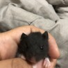 ハムスター里親募集 サムネイル2