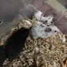 ハムスター里親募集 サムネイル3