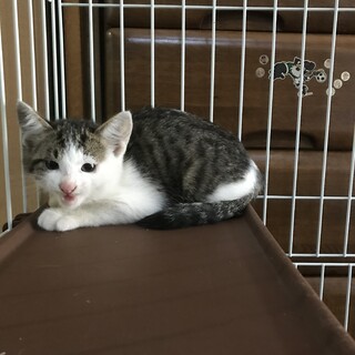 小さい目がチャームポイントのタマちゃん