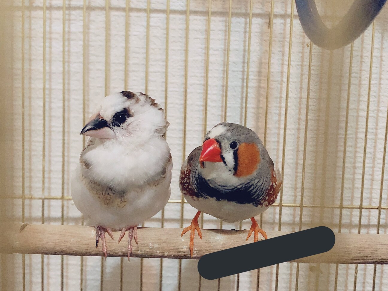 キンカチョウ♂十姉妹♀のつがい」愛知県 - 鳥の里親募集(395664) 1枚