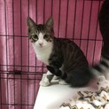 キリッとハンサムなフクちゃん