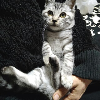 人なつこく可愛い甘えん坊くん