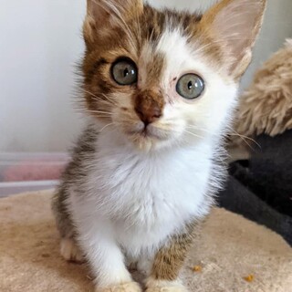 とっても可愛いチビにゃん姉妹、ミロちゃん！