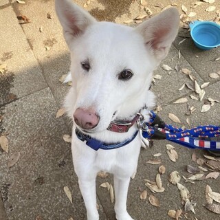 素直で従順、ナデナデ好きな『ブラン君』