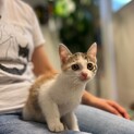 4ヶ月の美人のミケ猫ふうかちゃん♡兄妹で里親募集！