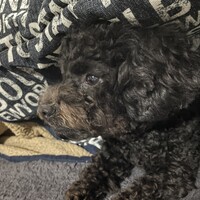 アネラ