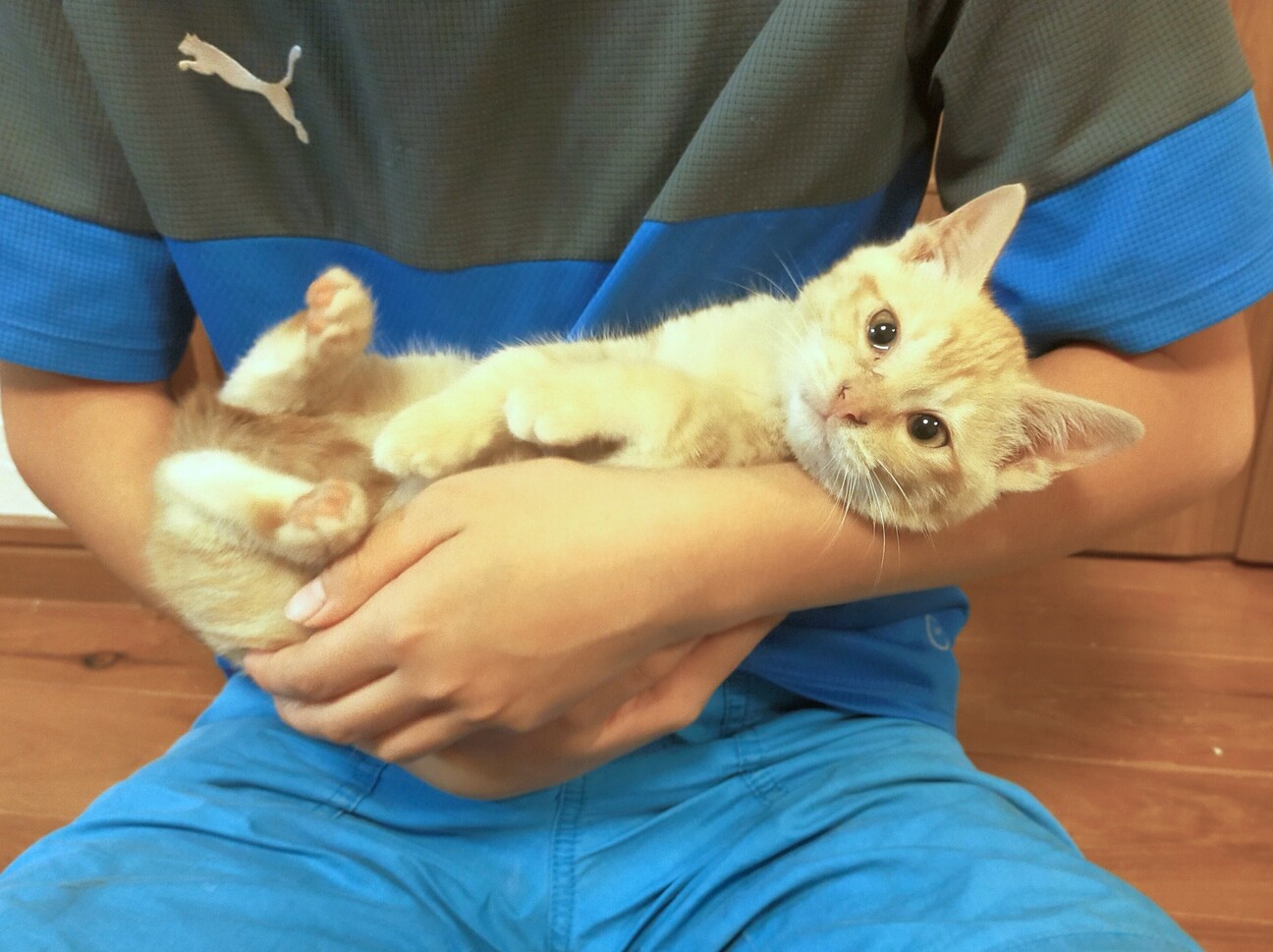 おとなしくて優しい性格の茶トラの信玄くん サムネイル2