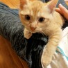 おとなしくて優しい性格の茶トラの信玄くん サムネイル1
