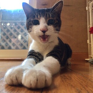 前脚に障害あります、とても温厚で優しい八咫くんです